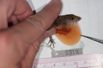 Media type: image;   Herpetology R-186209